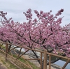 河津桜🌸見頃です