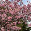 花粉症の季節到来🌸🤧