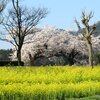 上堰潟公園と布目夫婦桜（新潟市西蒲区） 2023(4/4)