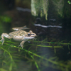 ナゴヤダルマガエル Pelophylax porosus brevipodus