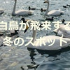 新潟県 白鳥が飛来する冬のスポット10選まとめ