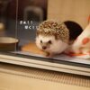 ハーリーに急かされる飼い主