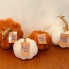 ハロウィン🎃モコモコカボチャが再入荷！チビもいます♬秋冬バケハ＆ソックス入荷しました！