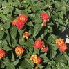 Lantana