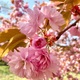 八重桜を見つつお散歩