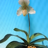 Paph.Wellesleyanum album x fairrieanum album