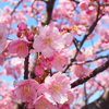 週末のお散歩で河津桜を堪能。