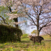 近隣住宅街のねこさん