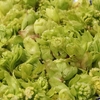 　肴の山菜料理【遠征して調達した山菜】