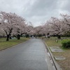 静かに花見シーズンが幕を閉じそう