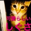 「愛猫のこむぎ」