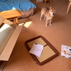 犬用ベッドとトイレトレー｜質素な弁当｜シナモンロール