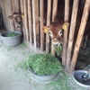 婦木農場が「ジャージー牛」を飼う5つの理由