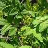 春の香りと彩り ー 山椒とボケの花