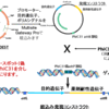 ESLで離婚の勉強？・Junp-inでバリバリ発現・APOE抗体投与でアルツハイマー病モデルマウスで治療効果か？