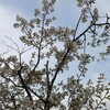 封鎖の公園の桜　誰に見られずとも咲いた