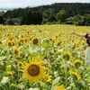 ヒマワリ満開、夏気分先取り　熊本・西原村の俵山交流館「萌の里」