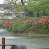 つつじ