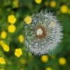 5月23日双子座新月から6月6日射手座満月までの星読み｜不透明なアフターコロナ