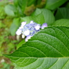 紫陽花はアチラです☆彡