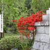 ◎祈願のため神社に（５７６）