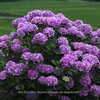『写真』紫陽花Part1