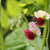 えんどうの花