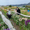 2023.4　南房総の旅（３日目）　〜 お花摘みとお寿司 〜