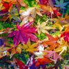 今の時期にちょっと嬉しい雑学　「紅葉」