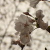 雨上がり、開花し始めの桜