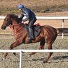 順調に乗り込み中。次走は３月６日の中山・上総Ｓを予定しています。☆クレッセントムーン