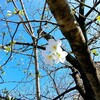 八丁堀の桜🌸  ～ お母さん気分の日 ～