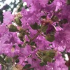 中華街で吉本の芸人さんと