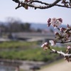 そういえば忘れてたので春頃の桜をば見直してみる