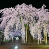 夜桜を見に行ってきました𓂃🌸𓈒𓏸