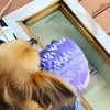 独身女が犬と鬼怒川絆に行ってきた