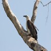 シロハラウミワシ(White-bellied Sea-Eagle)