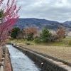 武永田用水から要定川へ歩く 神奈川県開成から小田原へ