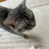 花火大会翌日の２匹の猫の違い。小さなカマキリ発見。