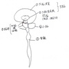 【解剖学・生理学】中枢神経まとめ。