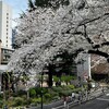 千鳥ヶ淵公園に行った