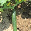 キュウリの収穫