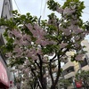 ＃一葉桜が満開です