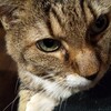 庭のボス猫😺さんとねこさん のはなし