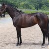 ２０日に美浦・奥村武厩舎へ帰厩。３回新潟開催でのデビューを目指します。☆ヴィアルーチェ