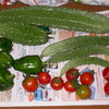 ニガウリとトマトとピーマンを収穫
