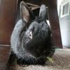黒うさぎを飼ってるうちに気づいた飼い主