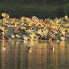 野鳥撮影日誌…2024.11．24　大泉緑地公園