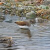 野鳥散歩