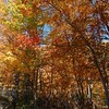 「カナダ紅葉」メープル街道 モントランブラン